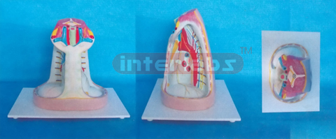 MODEL OF ANAT-MEDIASTINUM & HEART (LOW TYPE)